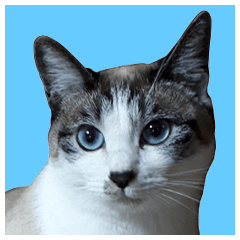 [LINEスタンプ] シャム系猫、大きい文字、普段使いスタンプ