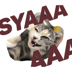 [LINEスタンプ] うち家ねこず