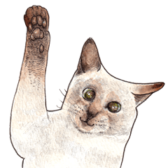 [LINEスタンプ] にくきゅーハイタッチ猫さんスタンプの画像（メイン）