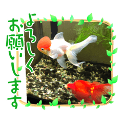 [LINEスタンプ] 金魚の言葉1