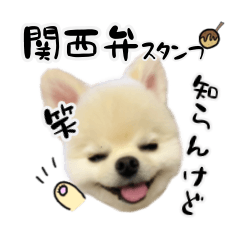 [LINEスタンプ] 関西弁のかわいい犬（ポメラニアン）の画像（メイン）
