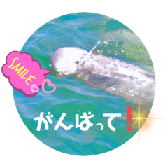 [LINEスタンプ] 海。空撮スタンプ(11)