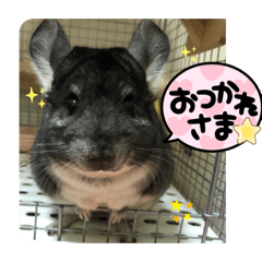 [LINEスタンプ] チンチラのトトまる